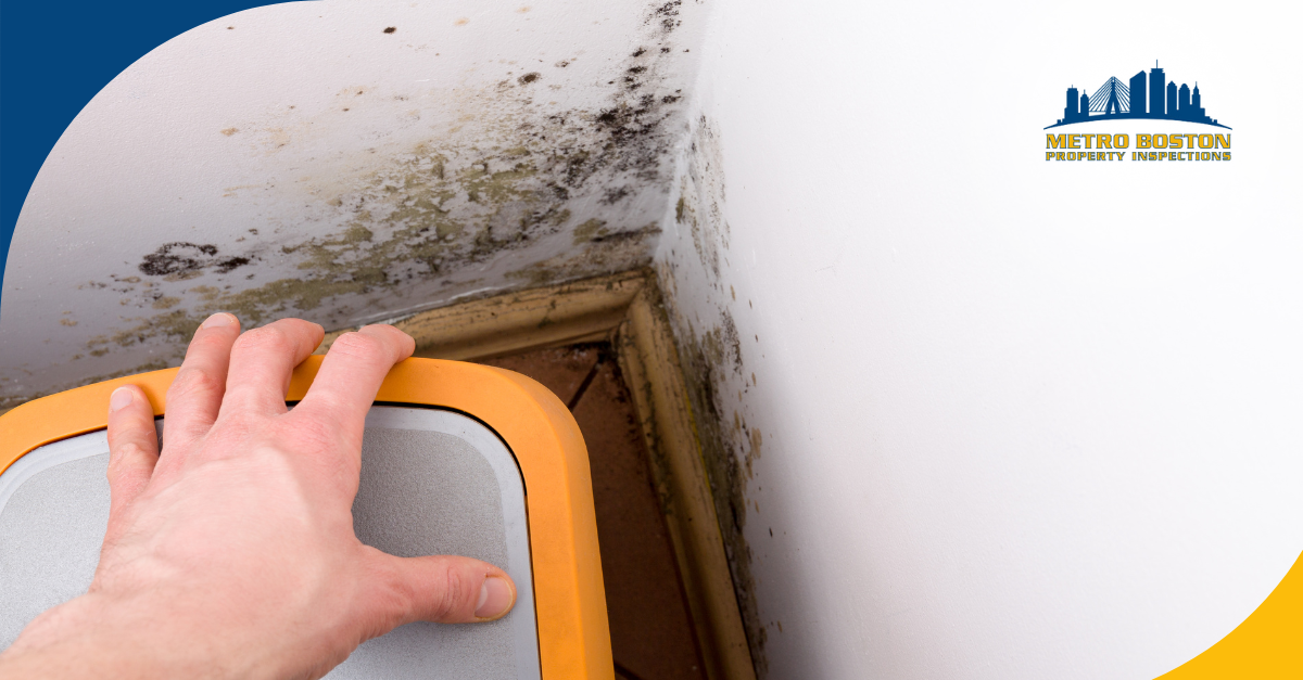 Black mold and moisture damage in a corner behind furniture, indicating poor ventilation and water intrusion.